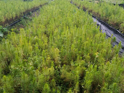 忻城苗木栽培正當時 林業產業促脫貧