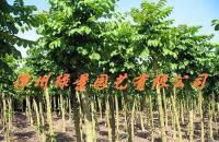 大量0苗木-火焰木價格_大量0苗木-火焰木廠家_世界工廠網產品信息庫