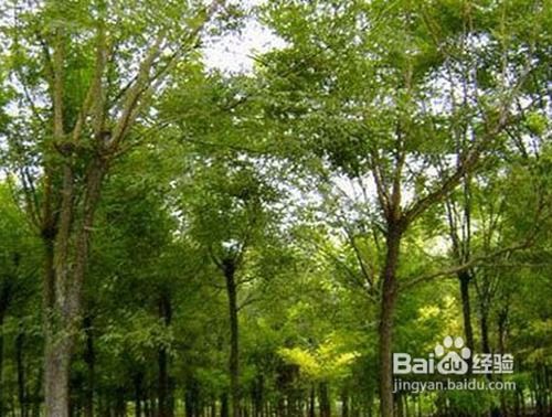 白蠟苗木的修剪整形技術(shù)