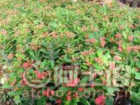 【泉州室內(nèi)綠化盆栽虎刺梅、質(zhì)優(yōu)價(jià)廉】綠化苗木,價(jià)格,廠家,供應(yīng)商,花木,龍海市東泗興輝園藝場 - 產(chǎn)品庫