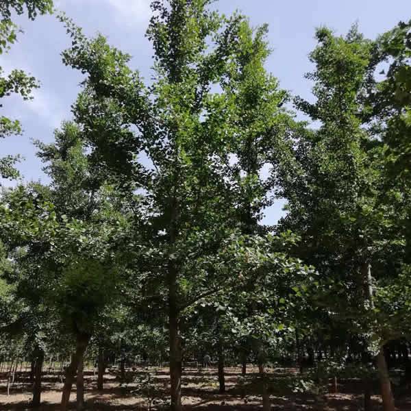 【12cm白果樹苗木價(jià)格 8cm白果樹苗木基地 霖松苗木圖片】12cm白果樹苗木價(jià)格 8cm白果樹苗木基地 霖松苗木 - 邳州市霖松苗木種植專業(yè)合作社