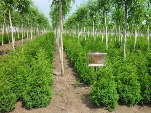 這7點(diǎn),幫你看準(zhǔn)苗木行業(yè)新形勢