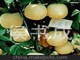 青島梨供應(yīng)商,價(jià)格,青島梨批發(fā)市場 