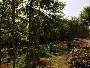 交趾黃檀價(jià)格 優(yōu)質(zhì)大紅酸枝樹(shù)苗專(zhuān)業(yè)供應(yīng)