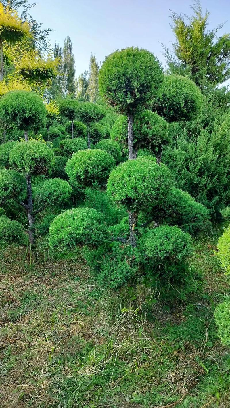 我的園林，我的資產(chǎn)，我的希望——苗圃精選苗木展示